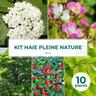 Kit Haie Pleine Nature - 10 Jeunes Plants