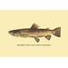 Buyenlarge The Trout by H.H. Leonard Graphic Art in Brown | 20 H x 30 W in | Wayfair 0-587-02311-2C2030