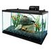 Open Glass 10 Gallon Rectangular Fish Aquarium Tank, Black