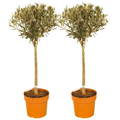 Pair Of Standard Olive Trees 80Cm