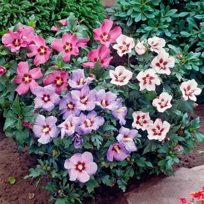 Hibiscus Tricolour 4.6L Bush