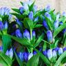 2 Gentianes Makinoi 'Blue Star' (Gentiana) - Vendu par 2