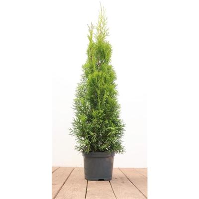 Pflanzen-für-dich.de - Thuja occidentalis 'Smaragd' 2L 60- 80 Image