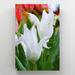 Red Barrel Studio® White & Red Tulips In Bloom During Daytime 3 - 1 Piece Rectangle Graphic Art Print On Wrapped Canvas in Green/White | Wayfair