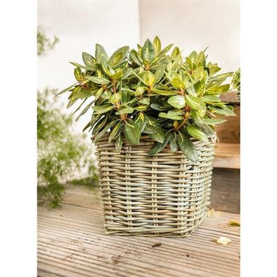 Pflanzkorb 'Koboo Grey' aus Rattan, quadratisch, grau, groß, Blumentopf, Pflanzkübel, Pflanztopf