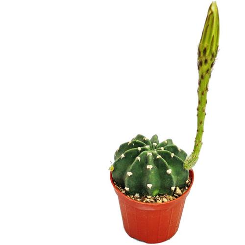 Exotenherz - Echinopsis subdenundata - kleine Pflanze im 5,5cm Topf