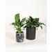 Upshining Live Plant Peace Lily w/ Ceramic Planter Pots 5" Sky Blue/6" White in Black | 7 H x 4 D in | Wayfair 4PL-CDbmCSb