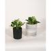 Upshining Live Plant Umbrella Plant w/ Ceramic Planter Pots 5" Gray/6" White in Gray/Black | 9 H x 5 D in | Wayfair 4U-CDbCSg