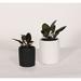Upshining Live Plant Rubber Tree w/ Ceramic Planter Pots 5" & 6" Indoor Plants in White/Black | 7 H x 5 D in | Wayfair 4R-CDbCSw