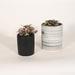 Upshining Live Plant Polka Dot w/ Ceramic Planter Pots 5" Gray/6" White in Gray/Black | 7 H x 5 D in | Wayfair 4PD-CDbCSg