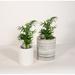 Upshining Live Plant Parlor Palm w/ Ceramic Planter Pots 5" Gray/6" White in Gray/White | 9 H x 5 D in | Wayfair 2PM-CDwCSg