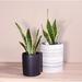 Upshining Live Plant Snake Plant w/ Ceramic Planter Pots 5" White/6" Gray 2 Sets in Gray/Black | 6 H x 6 D in | Wayfair 4SL-CDbCSg