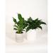 Upshining Live Plant Peace Lily w/ Ceramic Planter Pots 5" Sky Blue/6" White in Gray/White | 7 H x 4 D in | Wayfair 4PL-CDgCSw