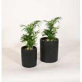 Upshining Live Plant Parlor Palm w/ Ceramic Planter Pots 5" Sky Blue/6" White in Black | 9 H x 5 D in | Wayfair 2PM-CDbCSb