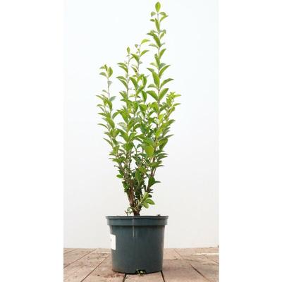 Ligustrum ovalifolium c 60- 80 Image