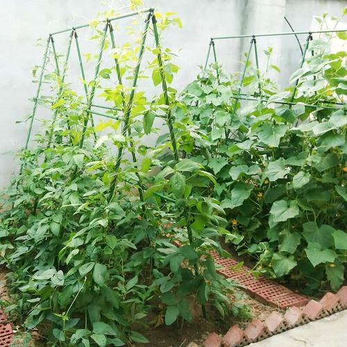 Tomaten-Spiralstäbe Pflanzenstäbe Gartenpflanze Unterstützung, lang 145cm16mm / 10 Stk.