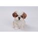 Brown & White Shih Tzu Puppy