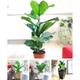 Large Fiddle Leaf Fig Tree in Pot Rare Evergreen House Plant