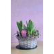 Lovely Decorative Wicker Basket with Hyacinths and Fern