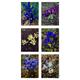 Species Iris or Dwarf Iris - Mixed Colours - 10 Bulbs (Free UK Postage)