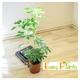 Compacta Plant in Traditional evergreen indoor plant garden tree @ pot house office