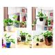 1 Devil's Ivy Golden Pothos Ivy Arum Evergreen Indoor Garden House Plant in Pot From Ceramic Milano Gloss Self Watering Floral Stone Topping