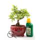 Chinese Elm Bonsai Tree Kit in Red Pot