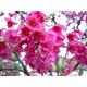 10 x taiwan cherry seeds. prunus campanulata seeds