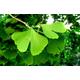 Ginkgo biloba (maidenhair tree) - 20 seeds - easy to grow