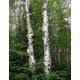 250 x paper birch tree seeds (betula papyrifera) tree seeds..