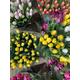 Mixed Tulip Bulbs (All Colours) Free UK Postage