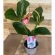 Medinilla Magnifica Orchid Plant - Rose Grape