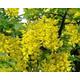 20 x common laburnum tree seeds. tree seeds that can be used for bonsai.