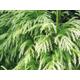 100 x japanese cedar tree seeds, sugi (cryptomeria japonica) tree seeds.