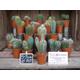 20 assorted cacti in 5.5cm pots-indoor or outdoor plants-suitable for terrarium project