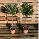 Pair of Large Bay Trees 120-130cm 5L