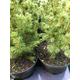 Miniature Norway Spruce (Christmas Tree) 12 cm DIa Pot (Free UK )