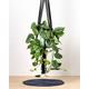 Scindapsus Pictus Houseplant | Satin Pothos | Trailing Houseplant | Vine Plant Ideal for Macrame Hanger | Housewarming Gift