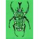African Giant Fruit Beetle original artwork