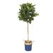 Primrue 7' Fiddle Leaf Fig Tree In Round Blue & Tan Basket Polyester/Wicker/Rattan | 84 H x 32 W x 32 D in | Wayfair