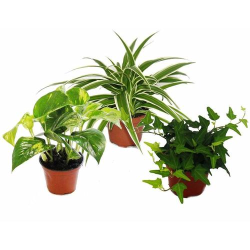 Rankpflanzen Set fürs Zimmer mit 3 Pflanzen - 9cm