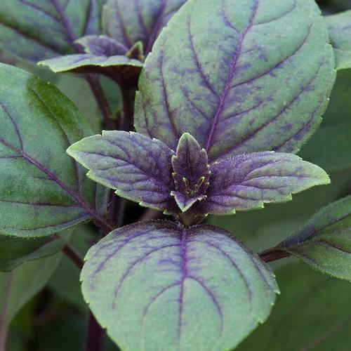 Bio Strauchbasilikum 'African Blue', Topf 12 cm ø