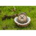 Hi-Line Gift Ltd. Coconut Hedgehog in Black/Brown | 3.94 H x 4.33 W x 4.33 D in | Wayfair 87743-D