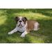 Hi-Line Gift Ltd. Lying Bulldog in Brown/White | 9.06 H x 10.43 W x 20.28 D in | Wayfair 87764-B