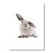 East Urban Home Portrait of a Rabbit on White II - Photograph on Canvas Canvas, Cotton in Black/Gray/White | 20 H x 12 W x 1 D in | Wayfair