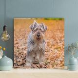 Latitude Run® Gray & Brown Long Coated Small Dog On Brown Dried Leaves - 1 Piece Rectangle Graphic Art Print On Wrapped Canvas | Wayfair