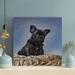 Latitude Run® Macro Photography Of Gray French Bulldog - 1 Piece Rectangle Graphic Art Print On Wrapped Canvas in Black/Blue | Wayfair