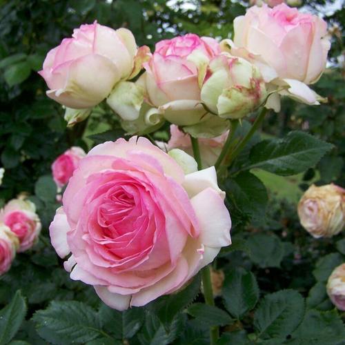 Kölle's Beste! - Strauchrose 'Eden Rose®', hellrosa, Topf 6 Liter