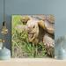 Bayou Breeze Brown Turtle 8 - 1 Piece Square Graphic Art Print On Wrapped Canvas in Brown/Green | 16 H x 16 W x 2 D in | Wayfair