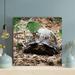 Bayou Breeze Black & Brown Turtle On Brown Soil - 1 Piece Square Graphic Art Print On Wrapped Canvas in Black/Green | 12 H x 12 W x 2 D in | Wayfair